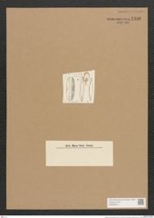 Plagiotropis vanheurckii (de-Toni-Nr.: Genus 30) Zeichnungen Sammlung Grunow Nr. 2496 (NHMW-BOT-W0369818)